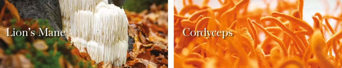 Lion's Mane and Cordyceps mushrooms on forest floor
